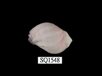 藏品(紫口珊瑚螺)的圖片